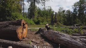 Best Hazardous Tree Removal  in Lovettsville, VA