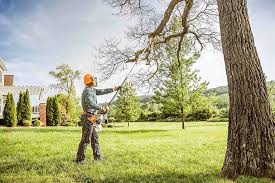 Best Tree Cabling and Bracing  in Lovettsville, VA