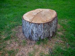 Best Tree Mulching  in Lovettsville, VA