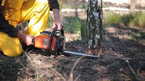 Best Leaf Removal  in Lovettsville, VA