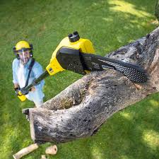 Best Root Management and Removal  in Lovettsville, VA