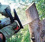 Best Tree Preservation Services  in Lovettsville, VA
