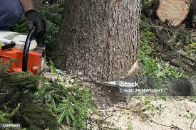 Reliable Lovettsville, VA Tree Services Solutions
