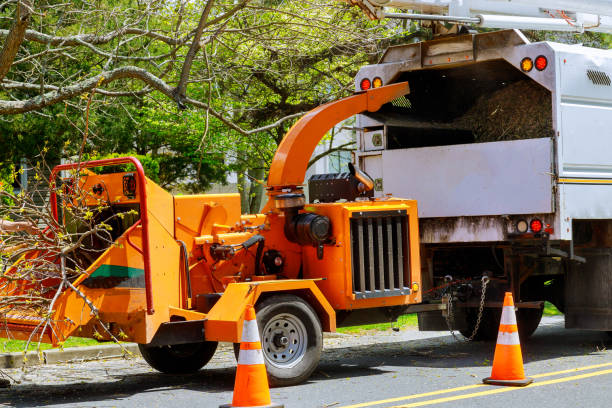 Best Tree and Shrub Care  in Lovettsville, VA