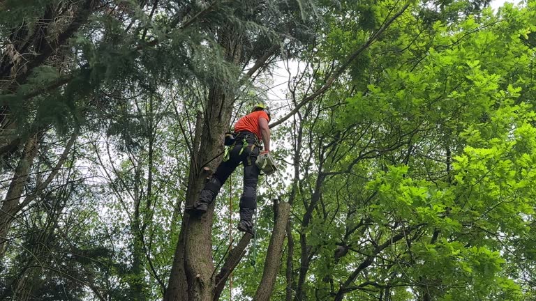 Best Arborist Consultation Services  in Lovettsville, VA