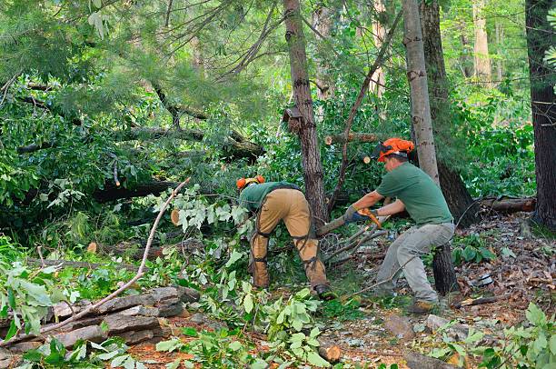 Best Lawn Renovation and Restoration  in Lovettsville, VA