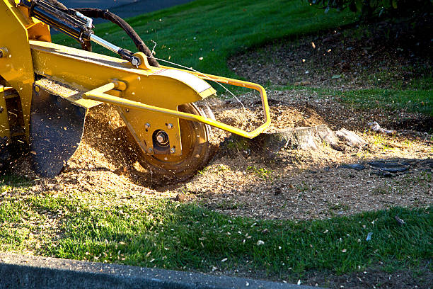 How Our Tree Care Process Works  in  Lovettsville, VA