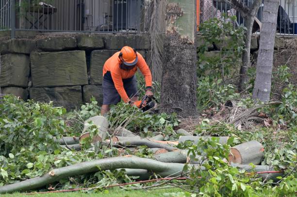 Best Tree Risk Assessment  in Lovettsville, VA