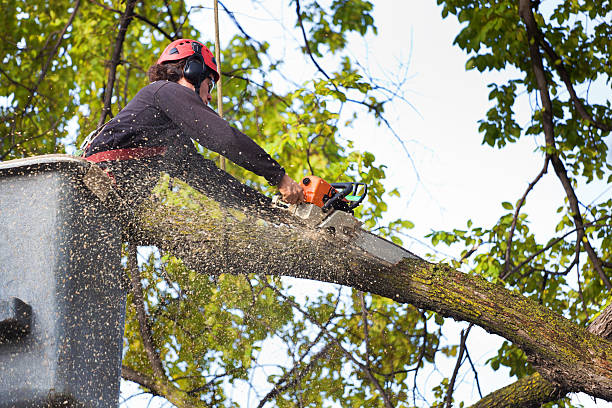 Best Tree Maintenance Programs  in Lovettsville, VA