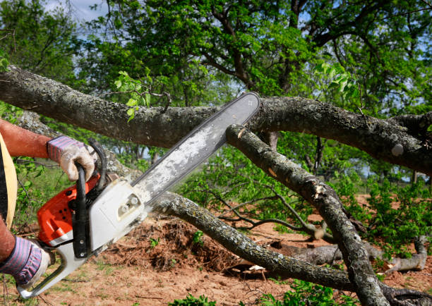 Best Fruit Tree Pruning  in Lovettsville, VA